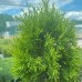 Thuja occidentalis Golden Smaragd C2